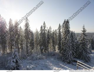 background forest winter 0016